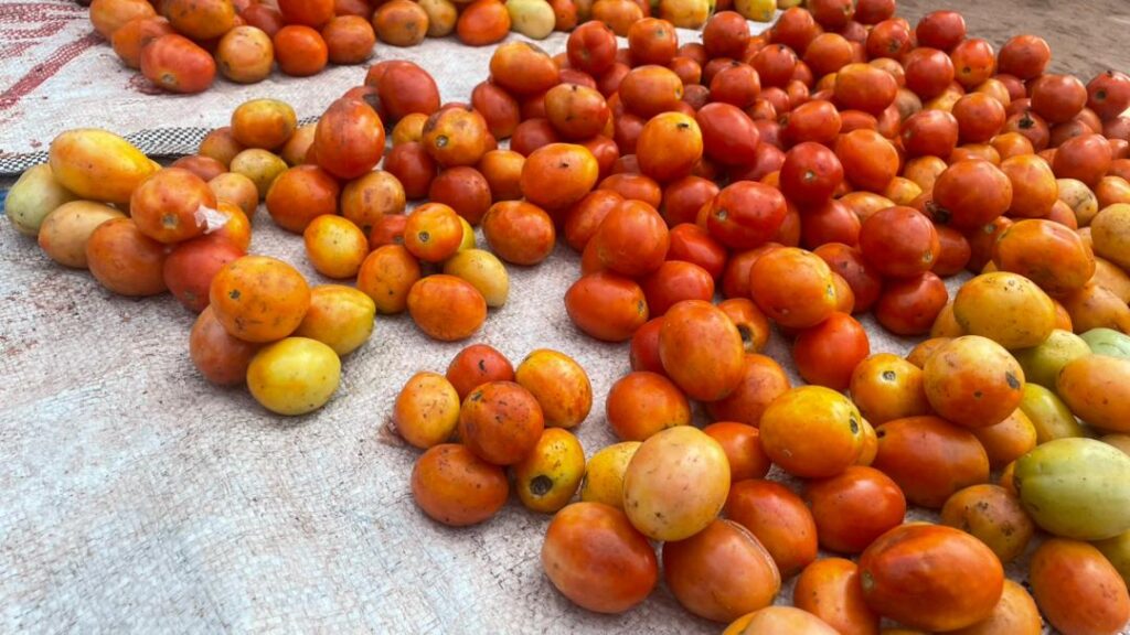 Bobo-Dioulasso : la tomate, une denrée rare sur le marché